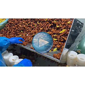 泡椒鸡爪给袋式真空包装机 80包 环形下料器